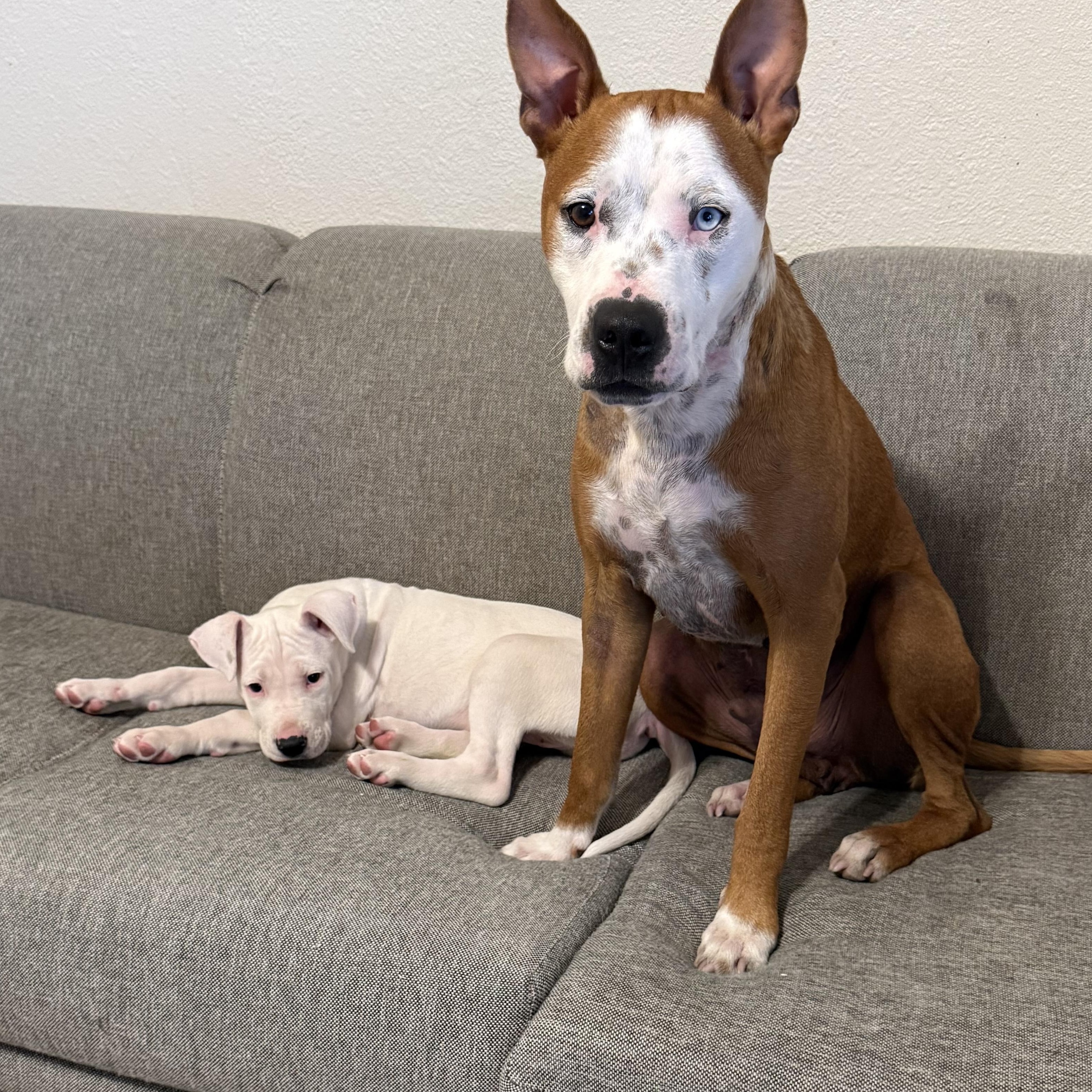 Enlarge Macy, a Adoptable mixed breed in Krum, TX image 3/5