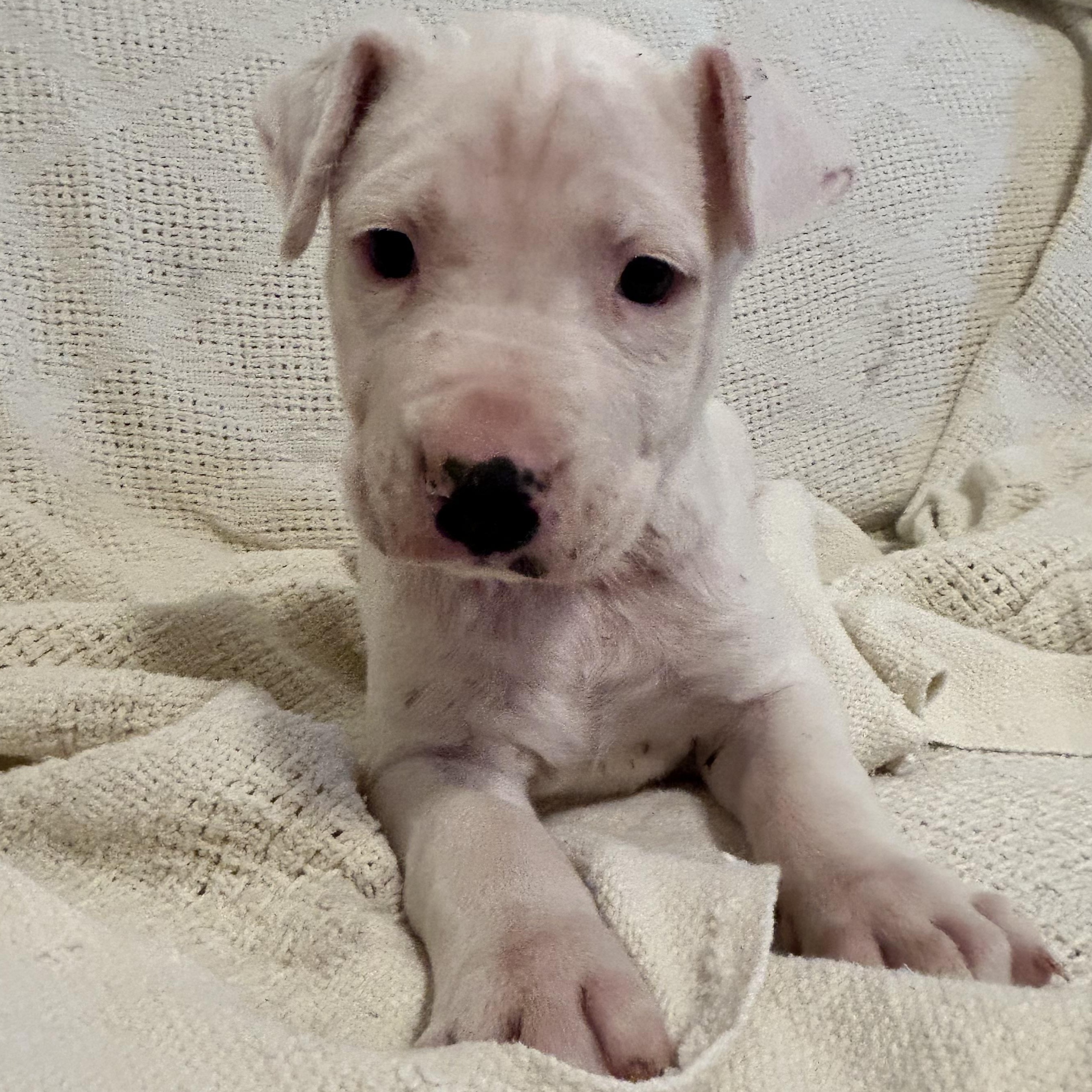 Enlarge Macy, a Adoptable mixed breed in Krum, TX image 2/5