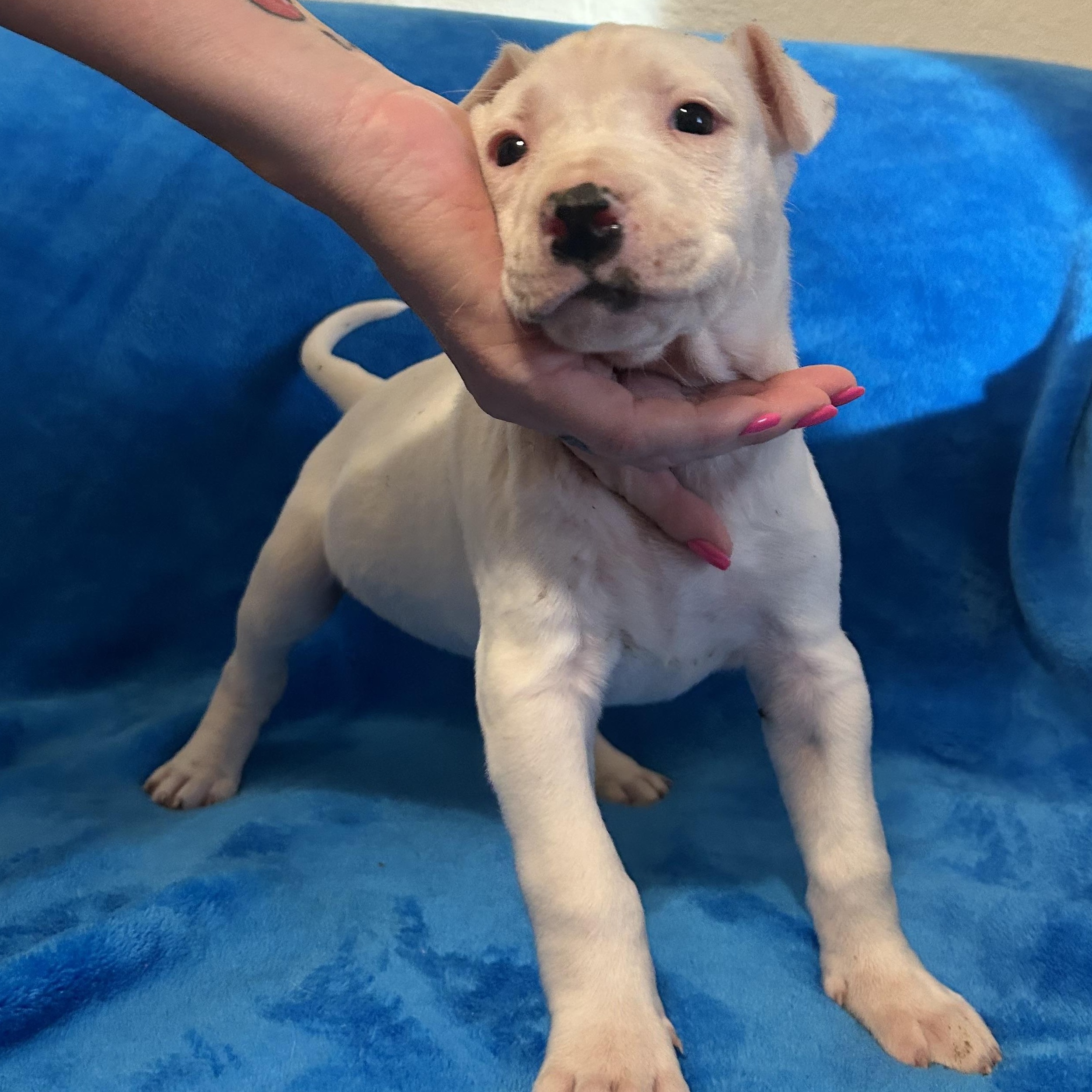 Enlarge Macy, a Adoptable mixed breed in Krum, TX image 5/5