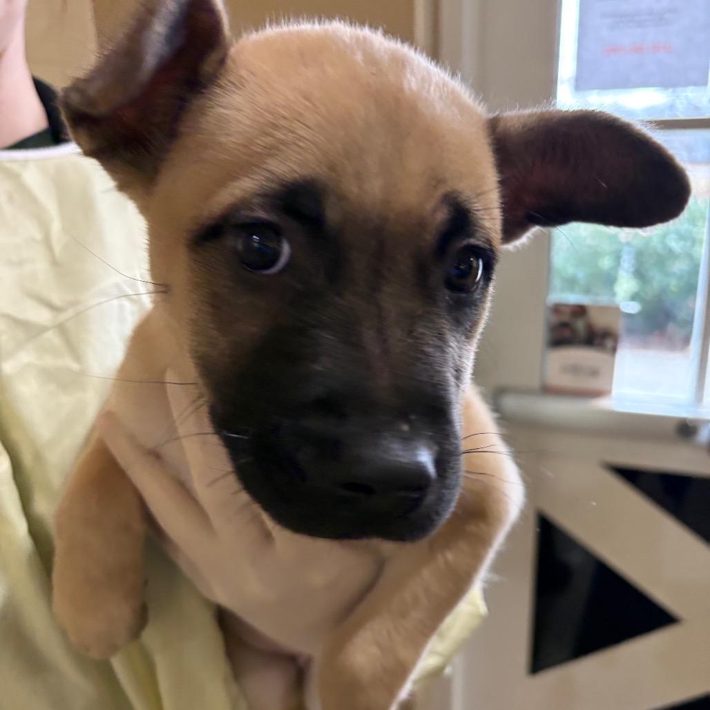 Enlarge Maxi, a Adoptable Mixed Breed in Winston-Salem, NC image 1/1