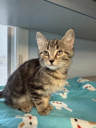 Georgie, Adoptable, Kitten Female Domestic Short Hair & Domestic Short Hair.