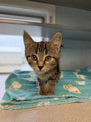 Georgie, a Adoptable mixed breed in Mount Pleasant, IA image 2/3