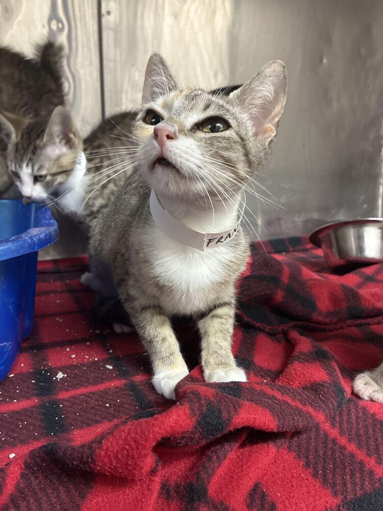 Fran, Adoptable, Young Female Domestic Short Hair.