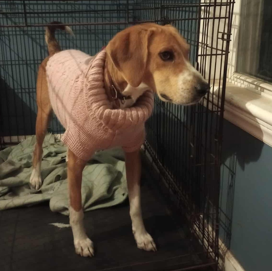 Henry, an adoptable Hound in Raleigh, NC, 27609 | Photo Image 7