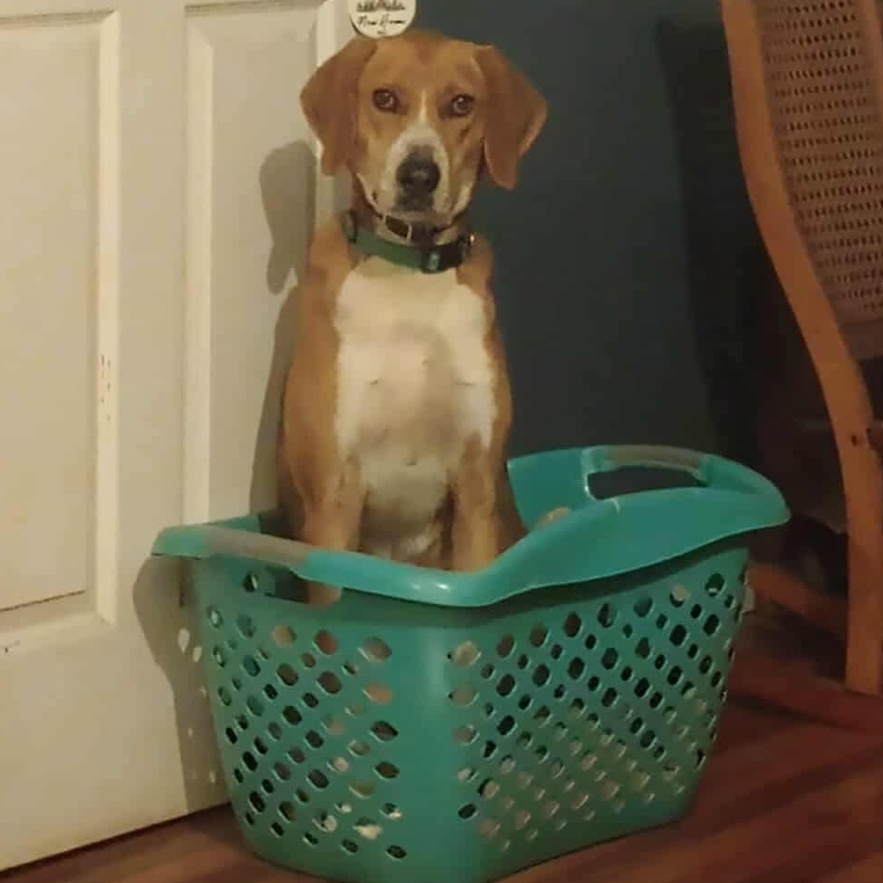 Henry, an adoptable Hound in Raleigh, NC, 27609 | Photo Image 3