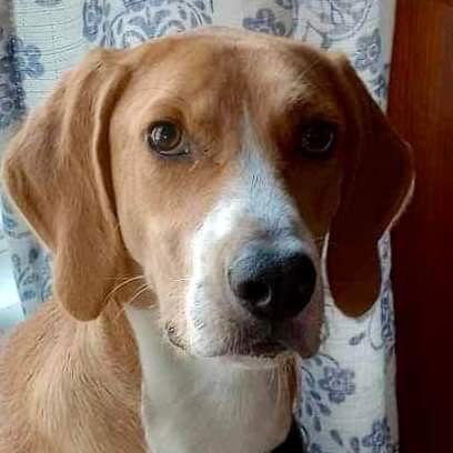 Enlarge Henry, a Adoptable Hound in Charlotte, NC image 1/3