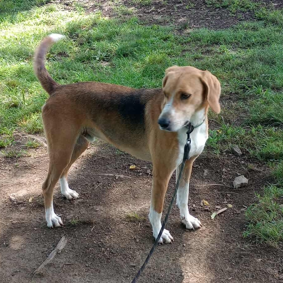 Henry, an adoptable Hound in Raleigh, NC, 27609 | Photo Image 1