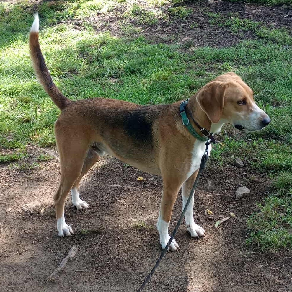 Henry, an adoptable Hound in Raleigh, NC, 27609 | Photo Image 5
