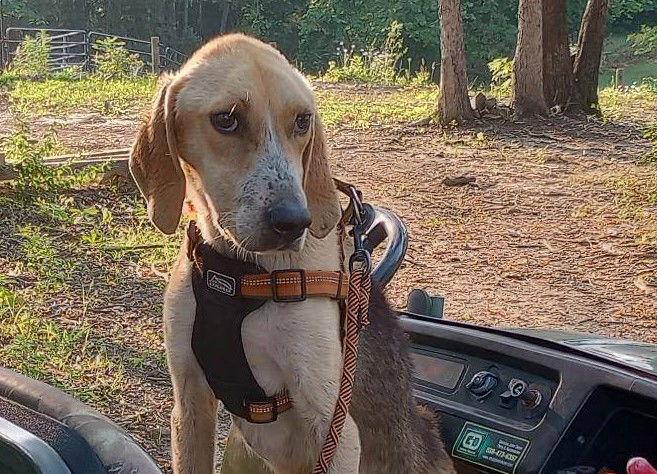 Enlarge Henry, a Adoptable Hound in Charlotte, NC image 2/3