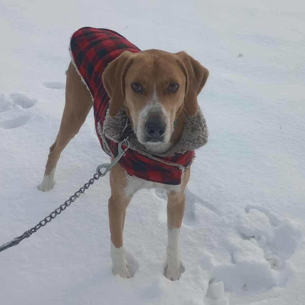 Henry, an adoptable Hound in Raleigh, NC, 27609 | Photo Image 9