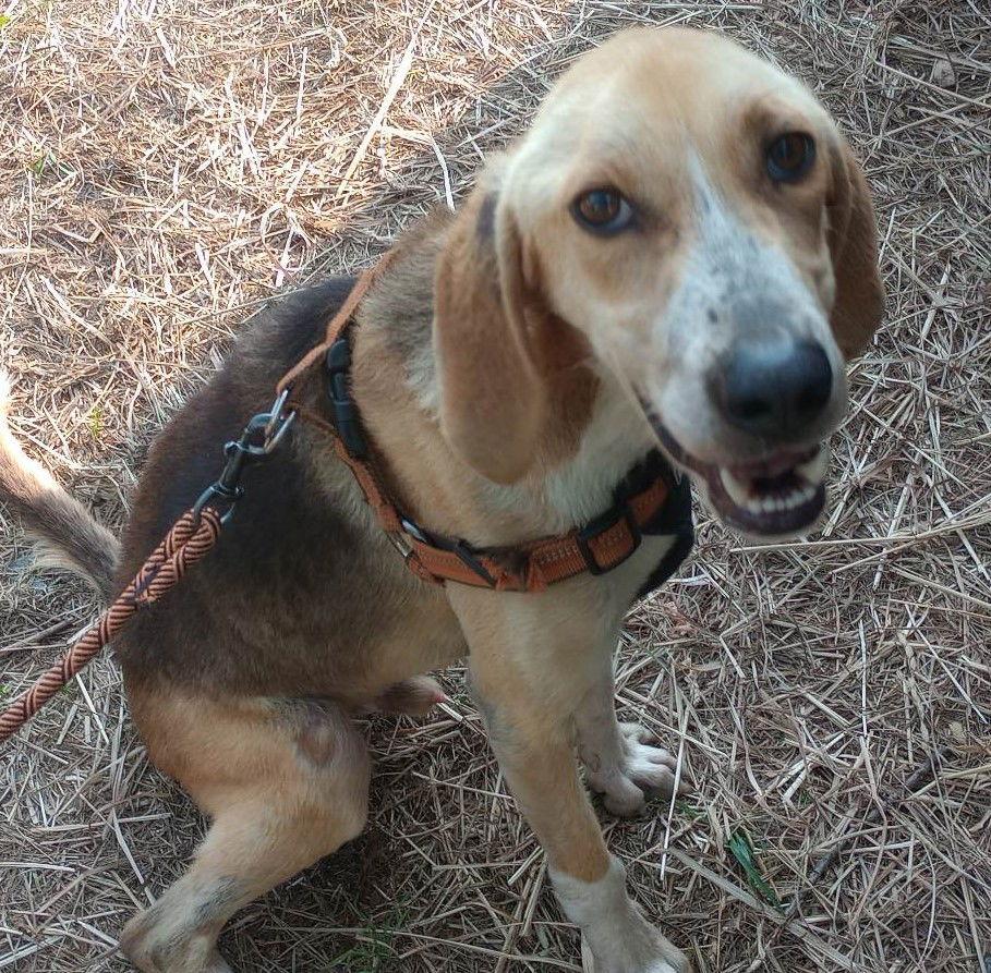 Henry, a Adoptable Hound in Charlotte, NC image 3/3