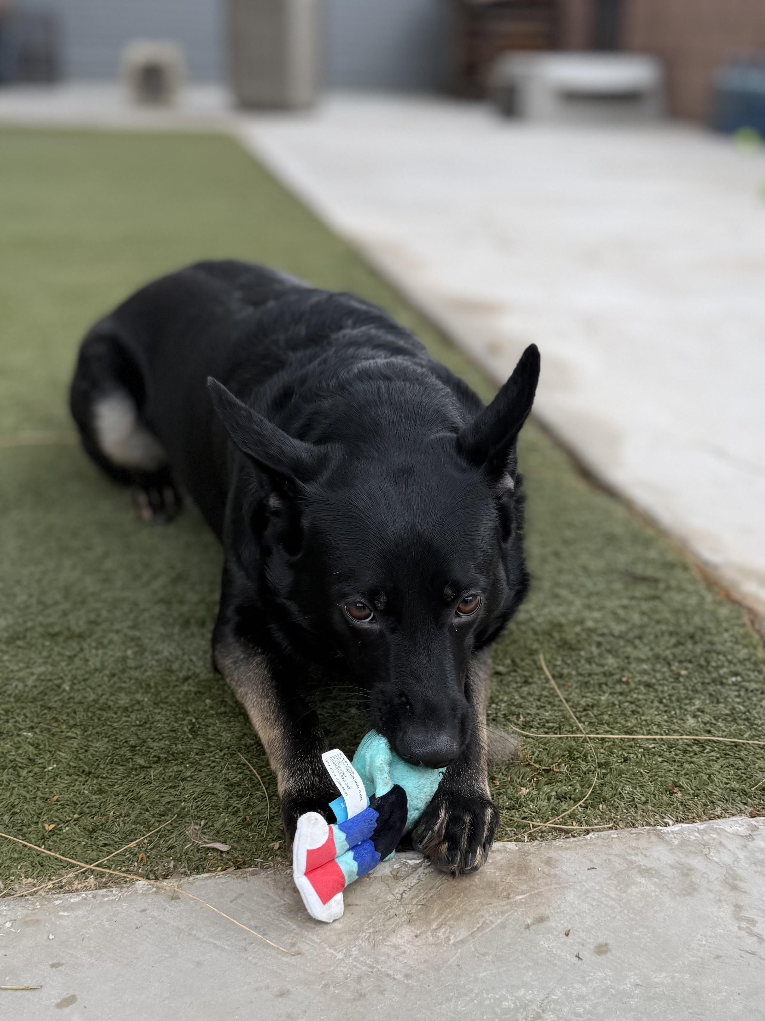 Shadow, Adoptable, Young Male Cattle Dog.