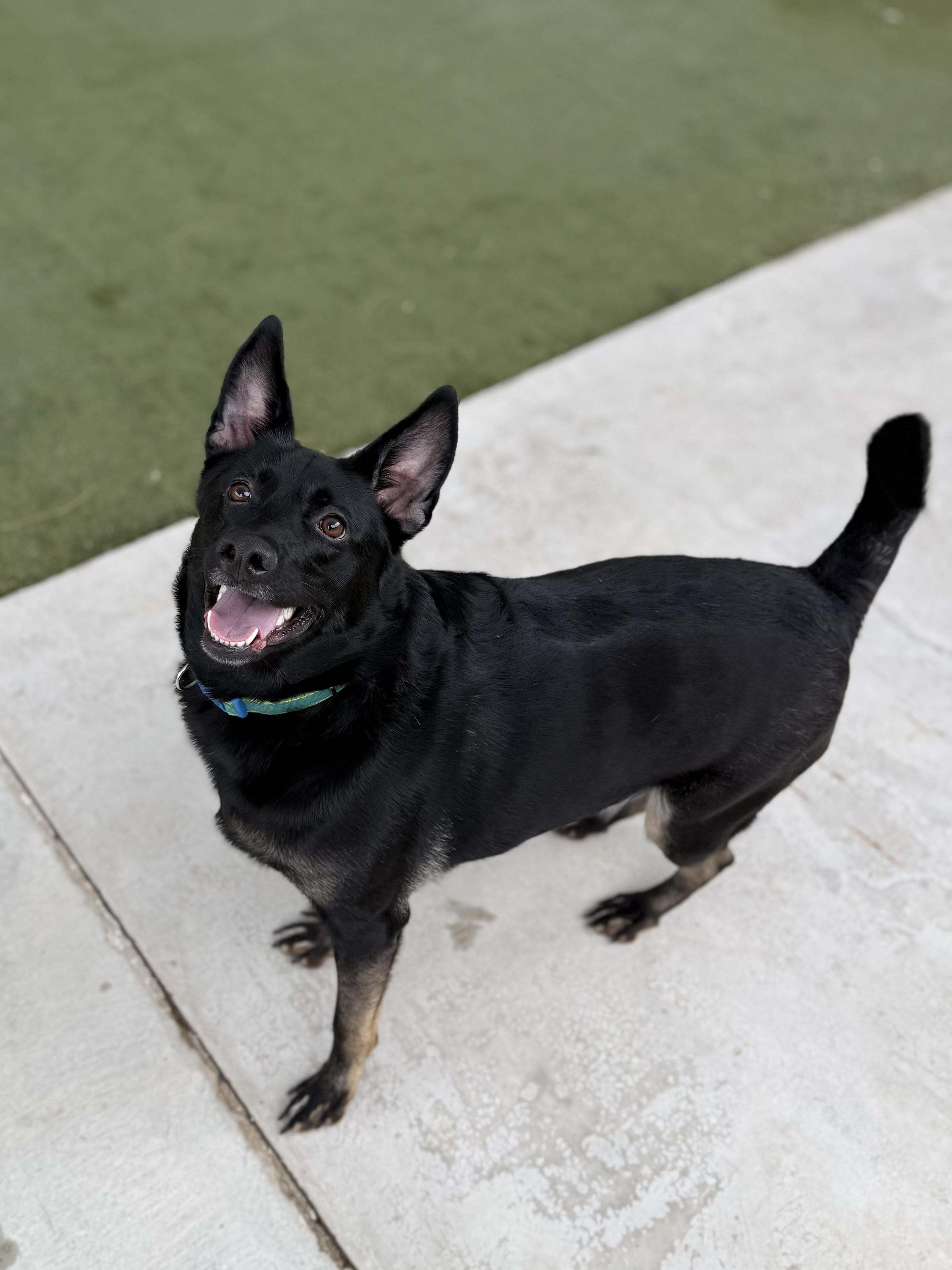 Enlarge Shadow, a Adoptable mixed breed in Boulder City, NV image 2/6