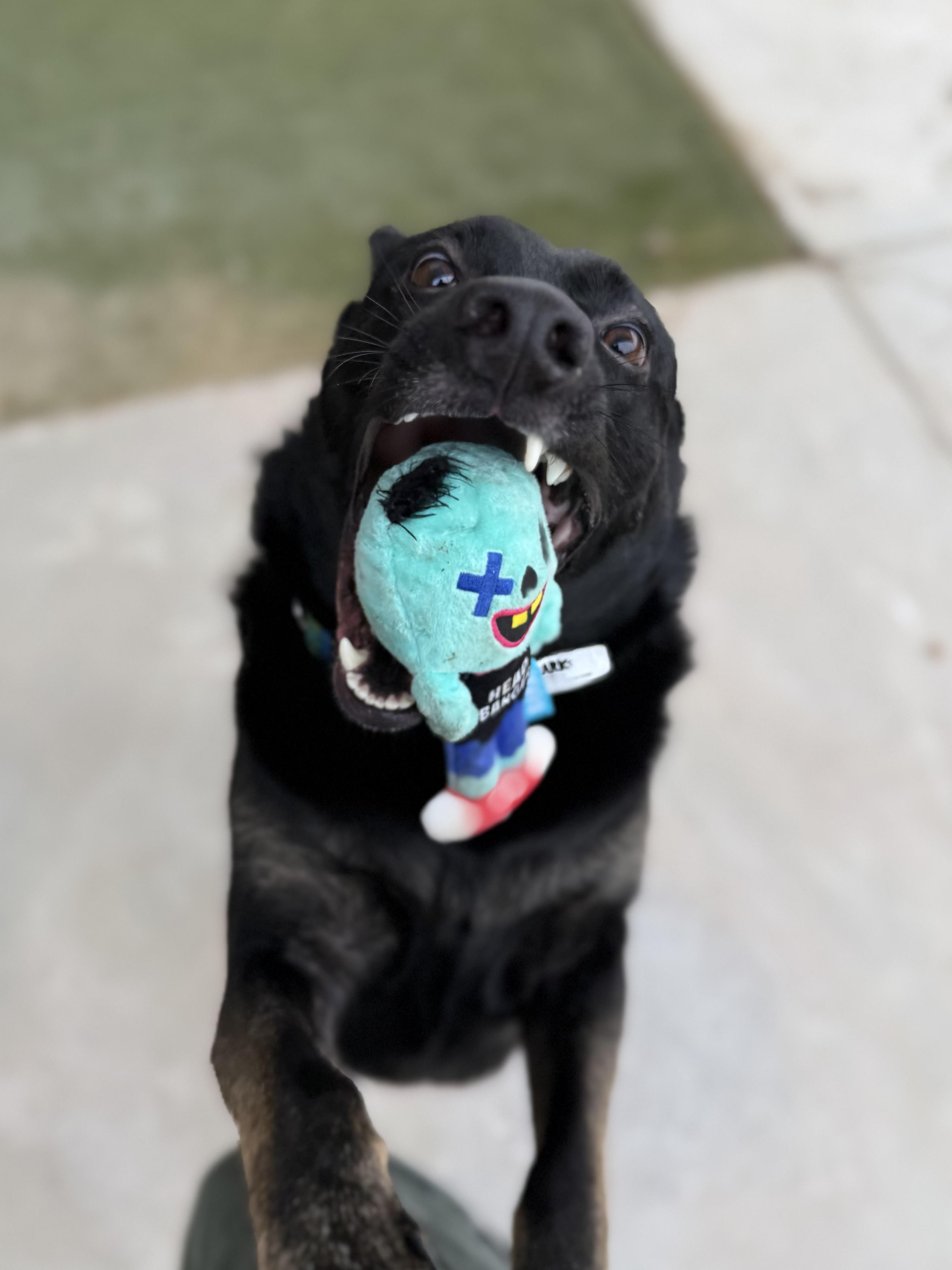 Enlarge Shadow, a Adoptable mixed breed in Boulder City, NV image 3/6