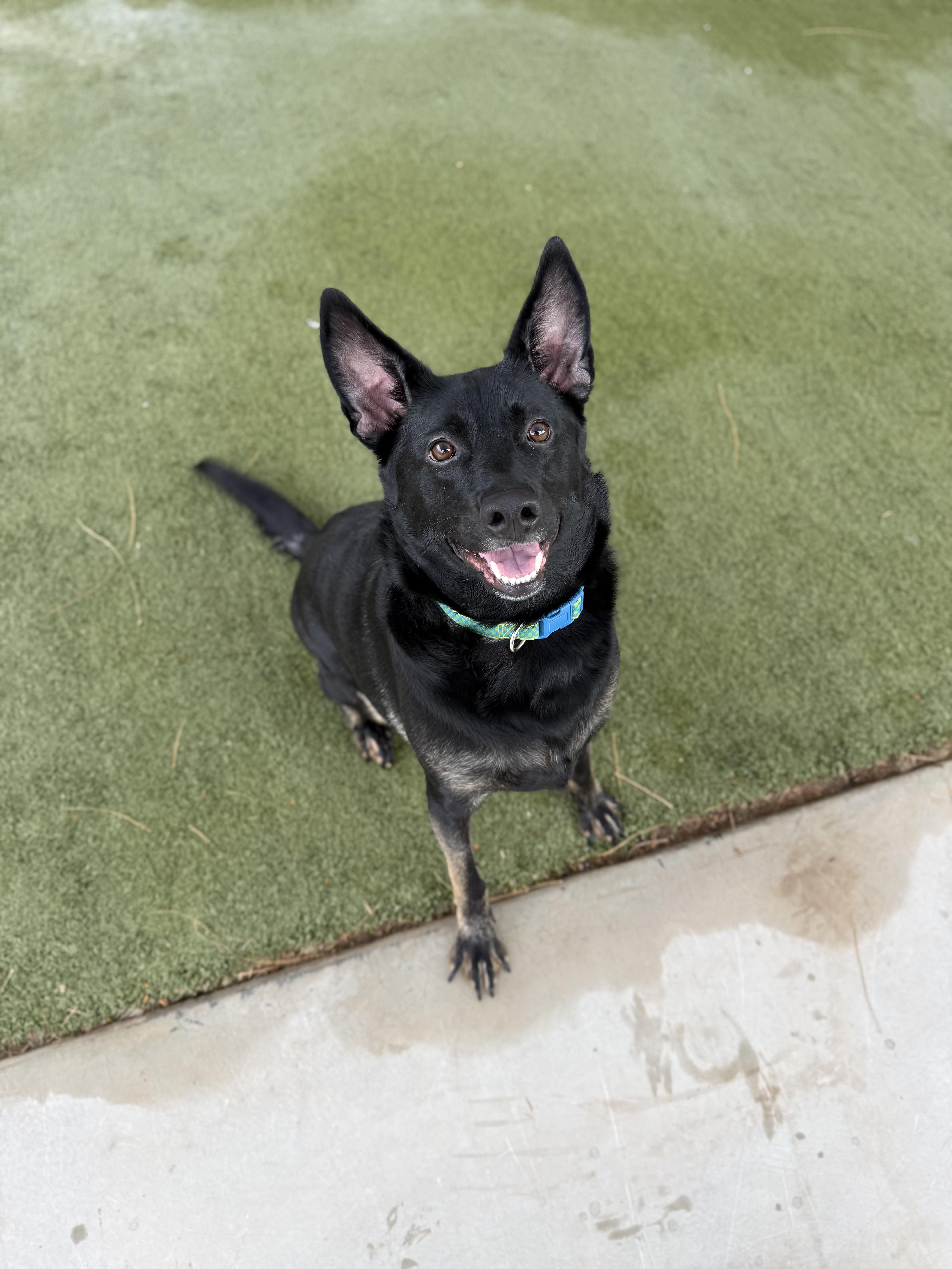 Enlarge Shadow, a Adoptable mixed breed in Boulder City, NV image 5/6