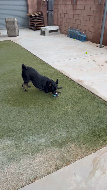 Enlarge Shadow, a Adoptable mixed breed in Boulder City, NV video 6/6