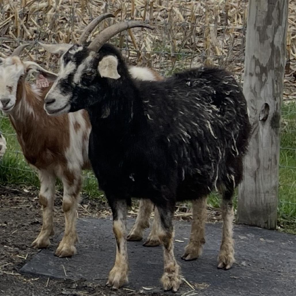 Enlarge Gigi, a Adoptable Goat in Quakertown, PA image 1/2