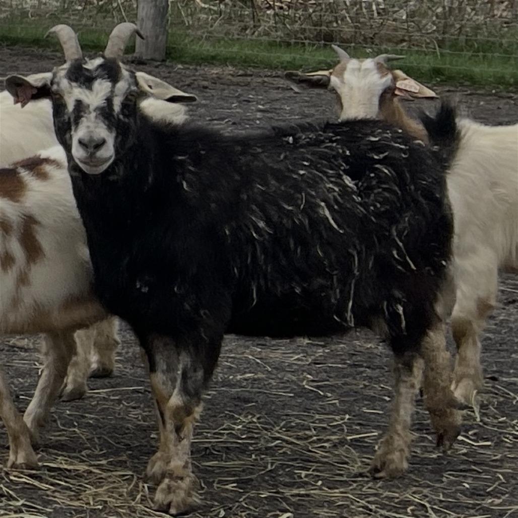 Enlarge Gigi, a Adoptable Goat in Quakertown, PA image 2/2