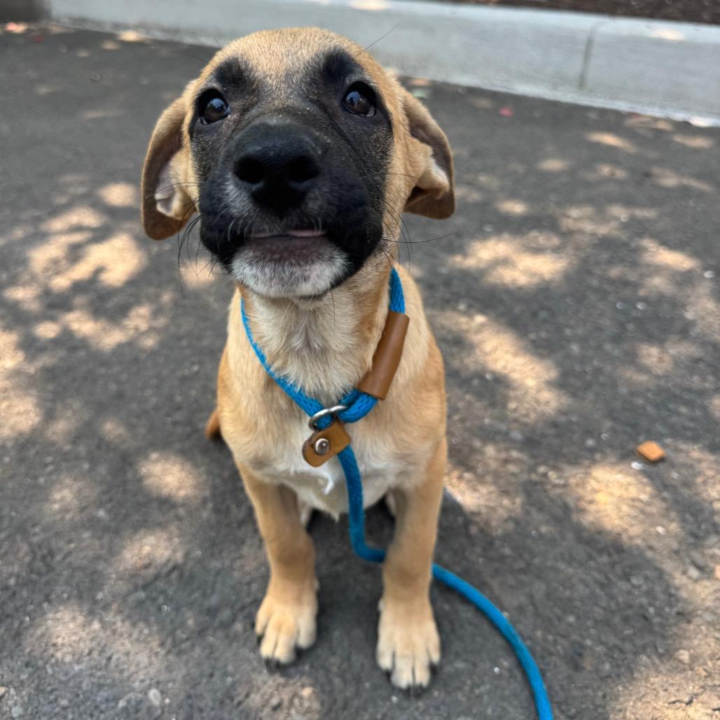 Eva, Adoptable, Puppy Female Pit Bull Terrier & Mixed Breed.