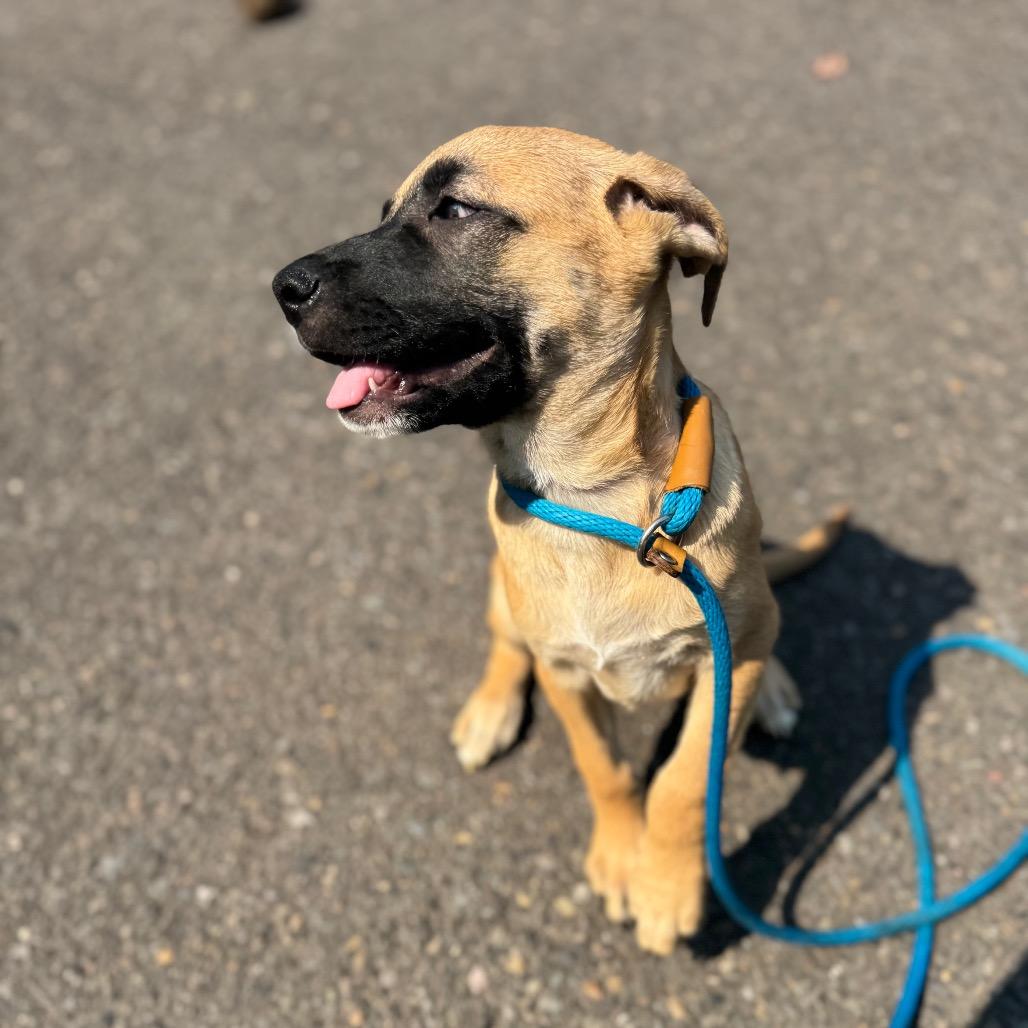Eva, a Adoptable mixed breed in Newberg, OR image 2/6