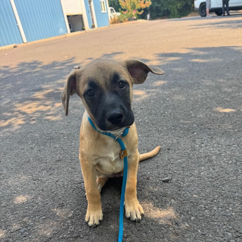Eva, a Adoptable mixed breed in Newberg, OR image 3/6