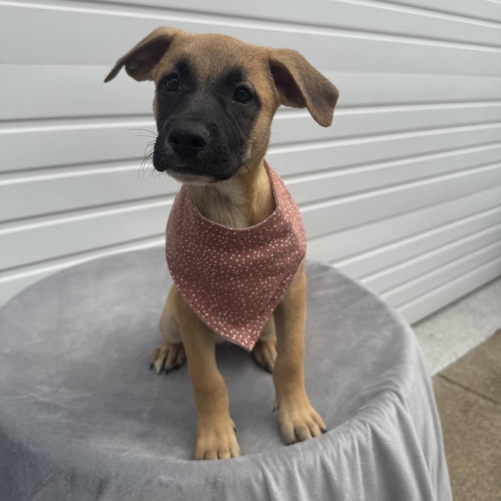 Eva, a Adoptable mixed breed in Newberg, OR image 4/6