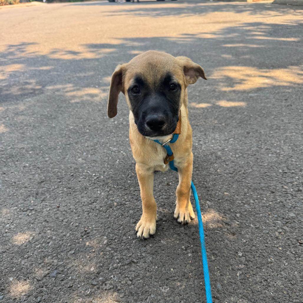 Eva, a Adoptable mixed breed in Newberg, OR image 5/6