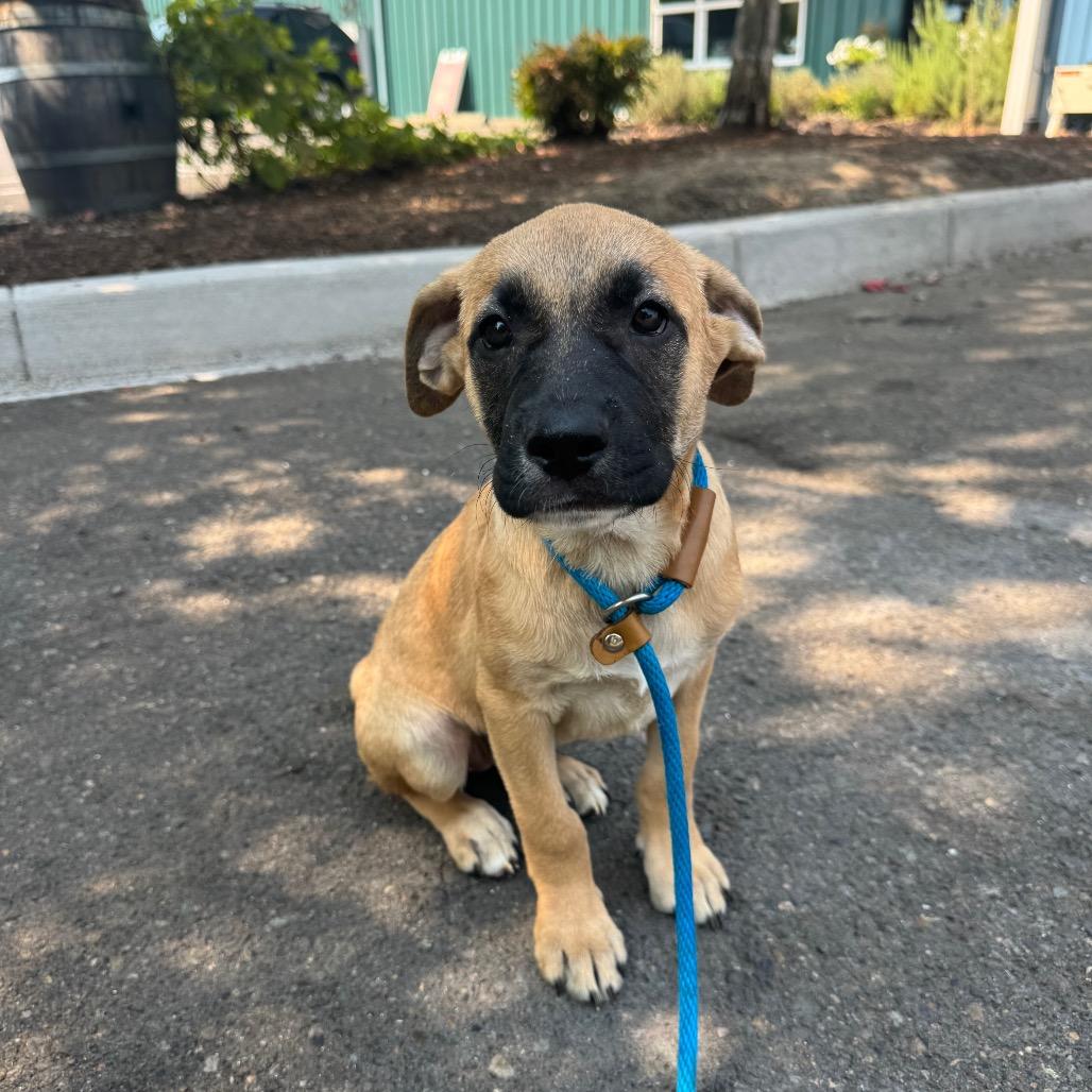Eva, a Adoptable mixed breed in Newberg, OR image 6/6