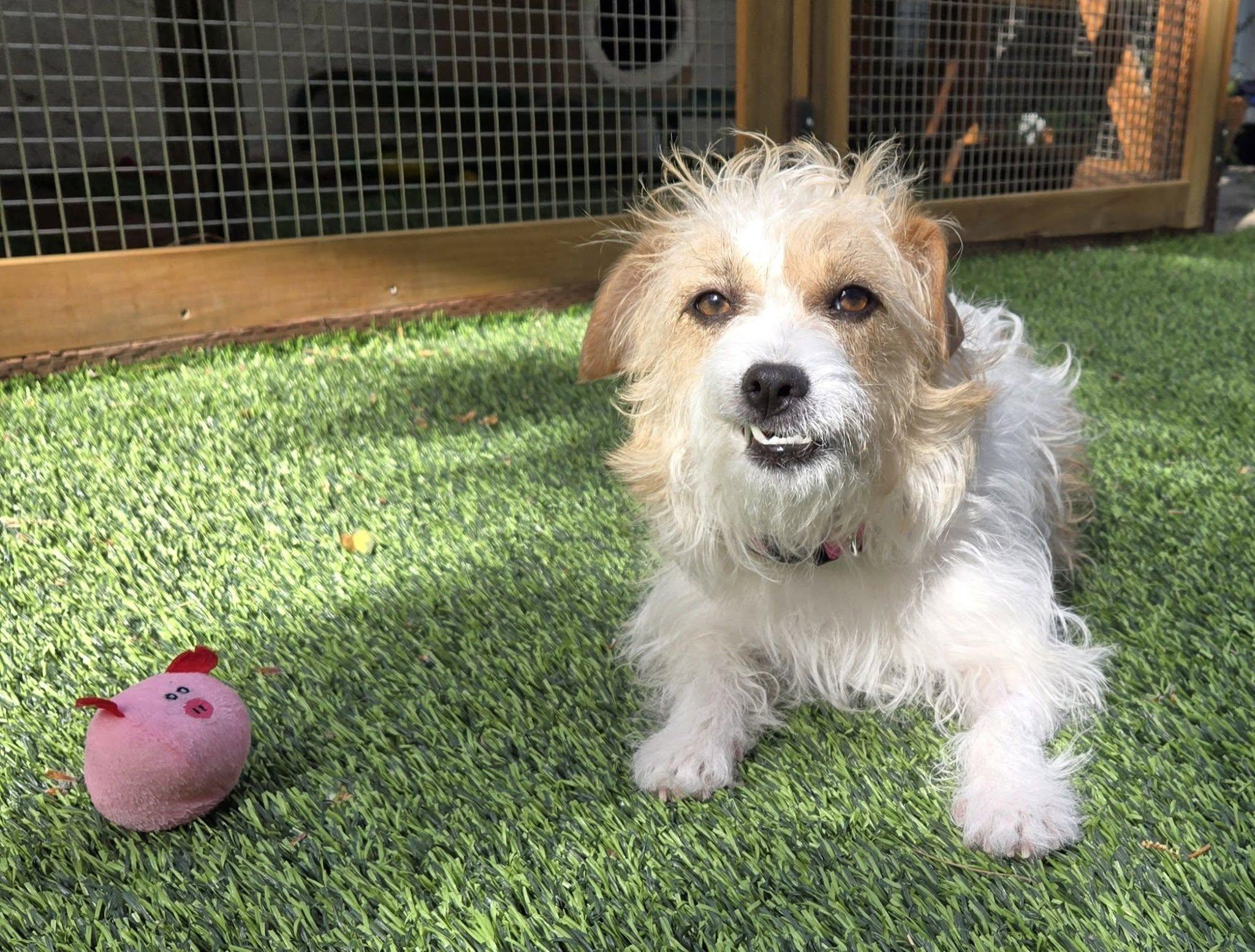 Enlarge Bouffie (San Diego), a ADOPTABLE mixed breed in San Diego, CA image 1/3