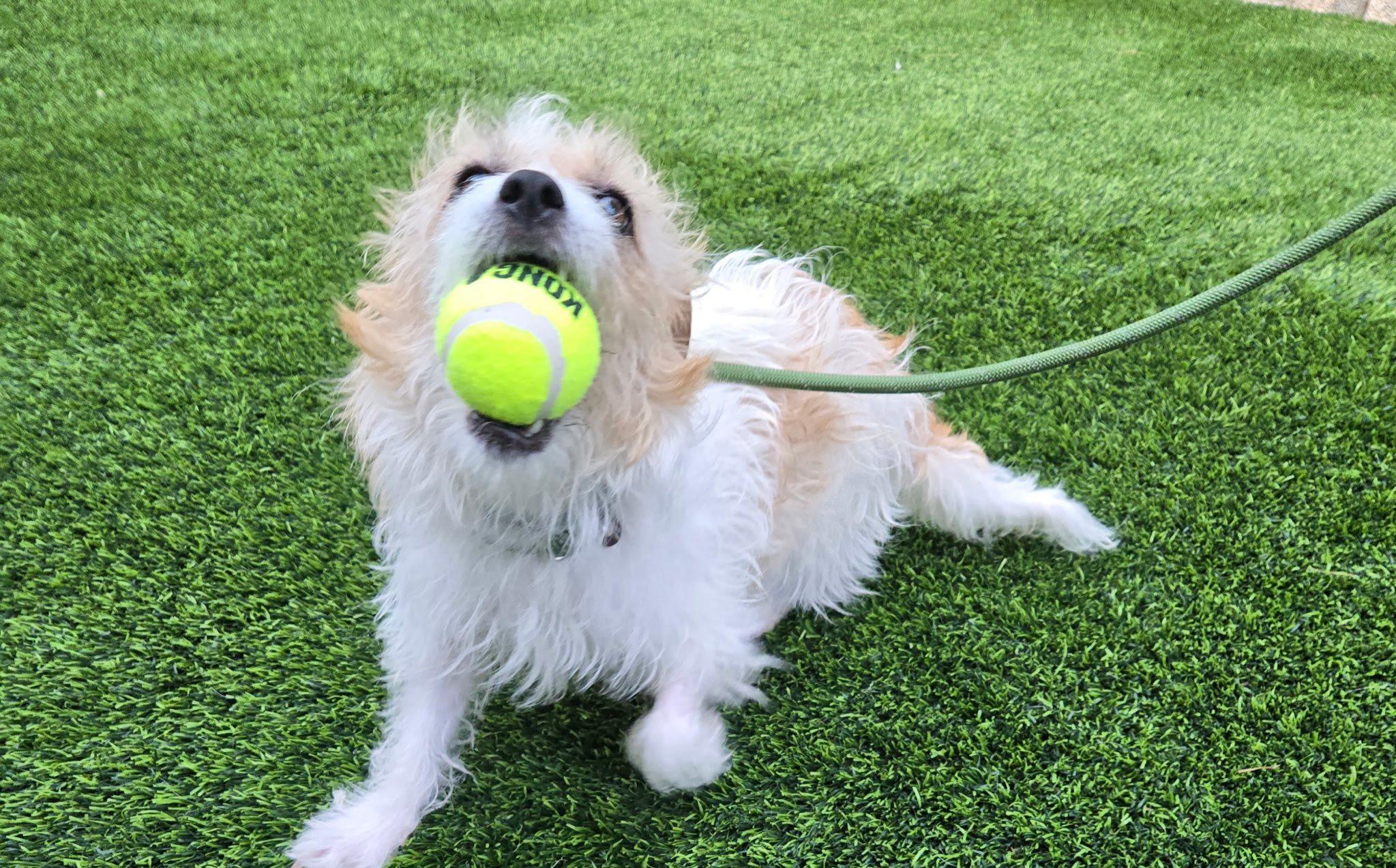 Enlarge Bouffie (San Diego), a ADOPTABLE mixed breed in San Diego, CA image 3/3