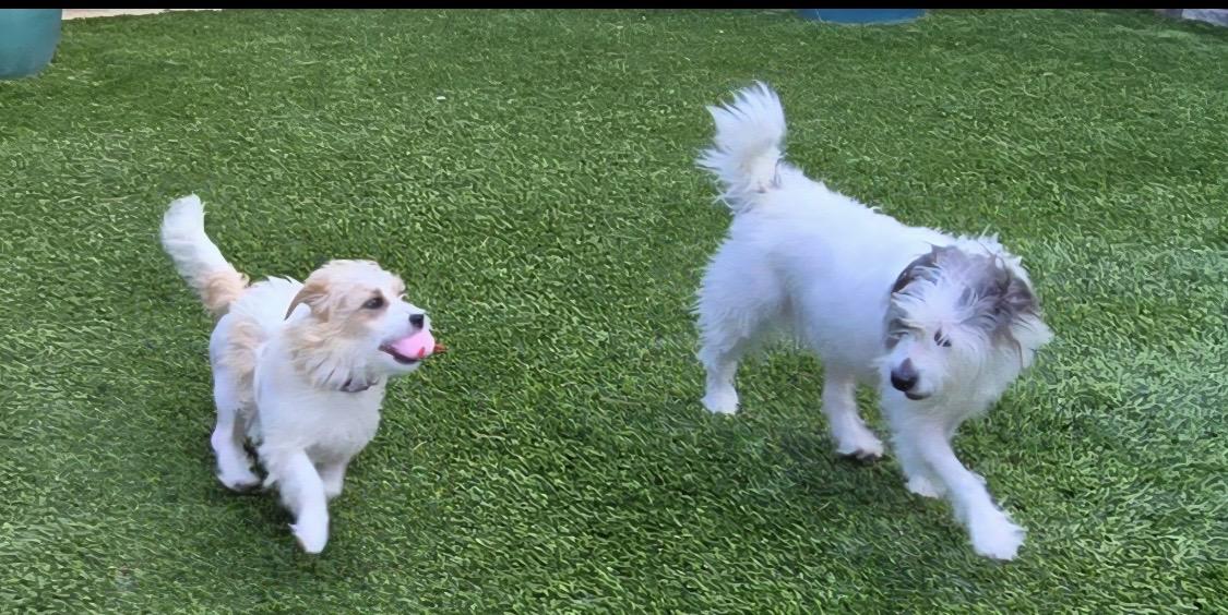 Enlarge Bouffie (San Diego), a ADOPTABLE mixed breed in San Diego, CA image 2/3