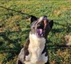 Skully, Adoptable, Adult Male American Bully.