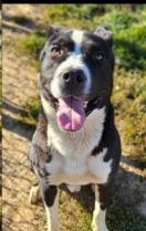 Skully, a Adoptable mixed breed in Unionville, CT image 2/4