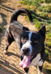 Skully, a Adoptable mixed breed in Unionville, CT image 3/4