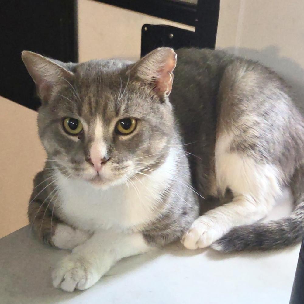 Enlarge Jake, a Adoptable Domestic Short Hair in Panama City Beach, FL image 1/1