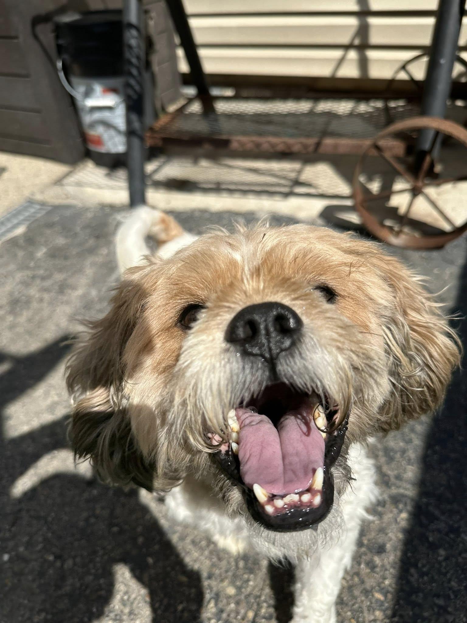 Momo, Adoptable, Adult Male Shih Tzu.