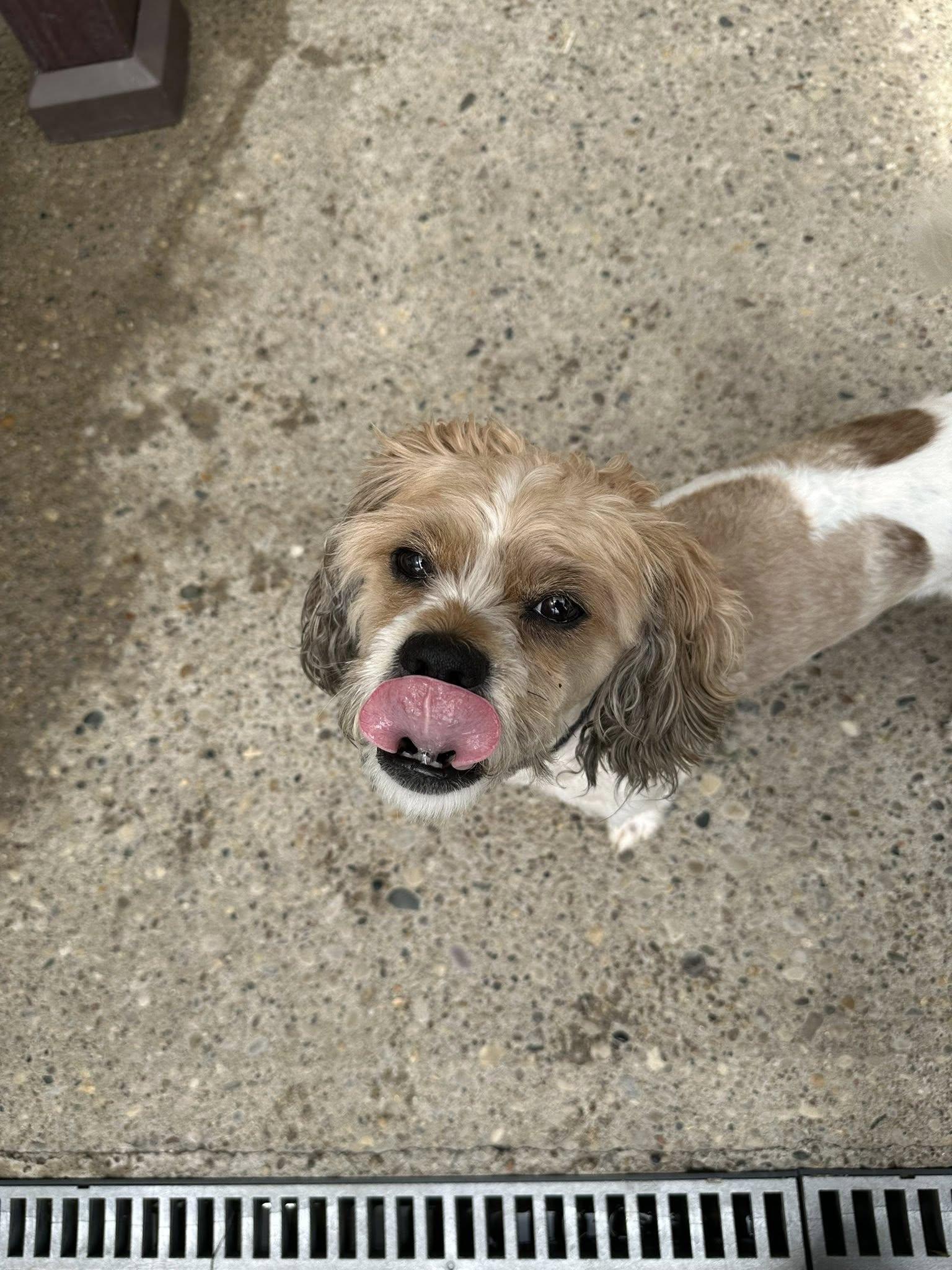Enlarge Momo, a Adoptable Shih Tzu in Amelia, OH image 3/3