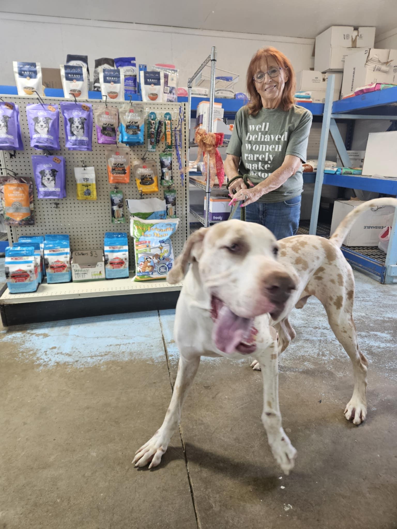 Enlarge Blue, a Adopted Great Dane in Rockport, IN image 4/4