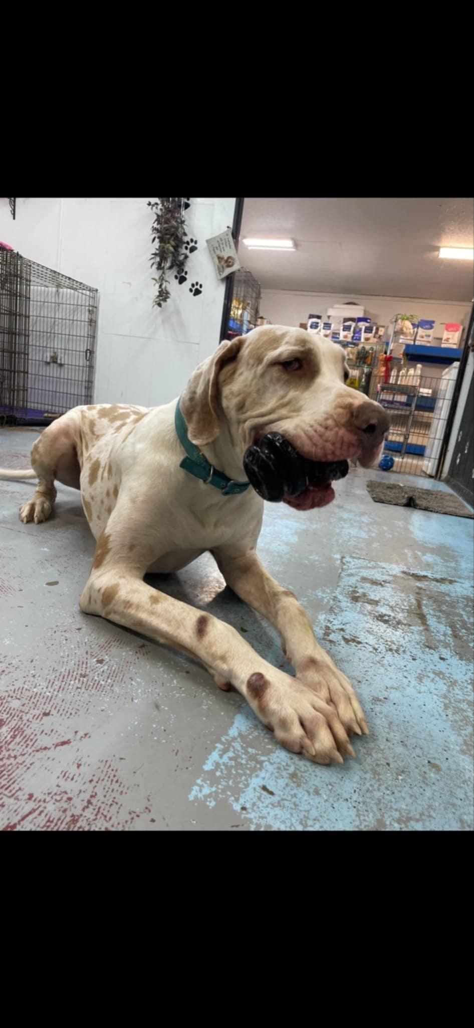 Enlarge Blue, a Adopted Great Dane in Rockport, IN image 2/4