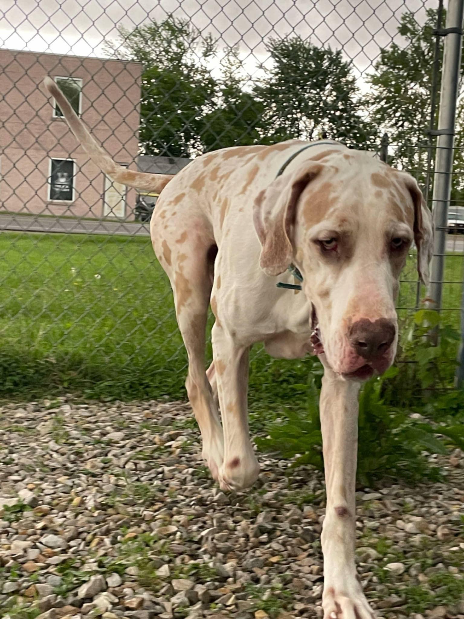 Enlarge Blue, a Adopted Great Dane in Rockport, IN image 3/4
