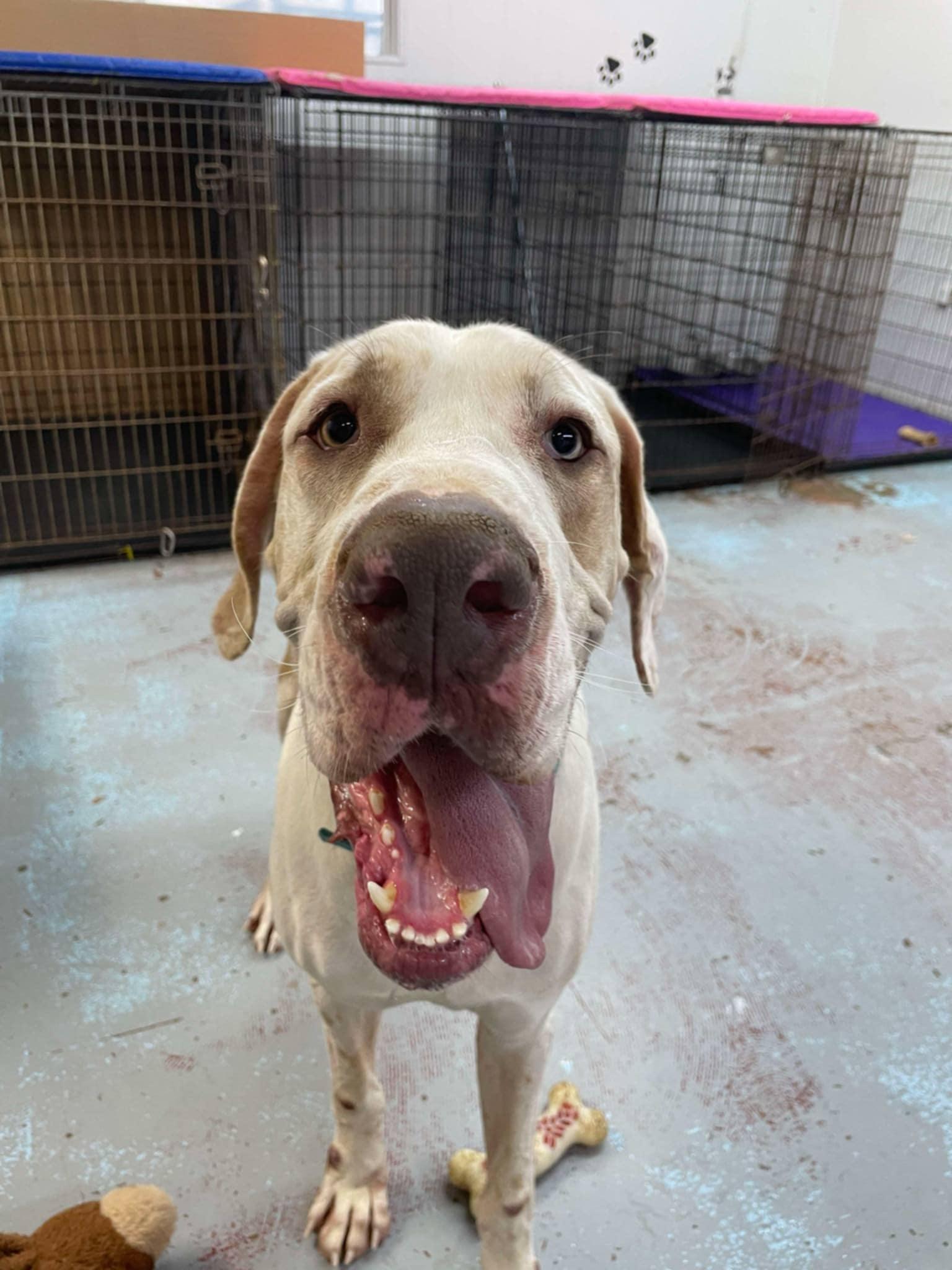 Enlarge Blue, a Adopted Great Dane in Rockport, IN image 1/4