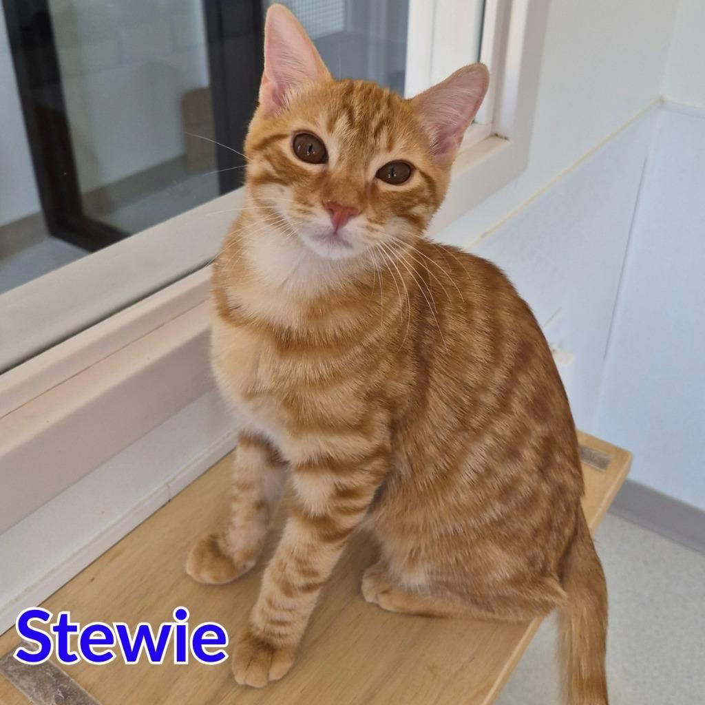 Stewie, Adoptable, Kitten Male Domestic Short Hair.