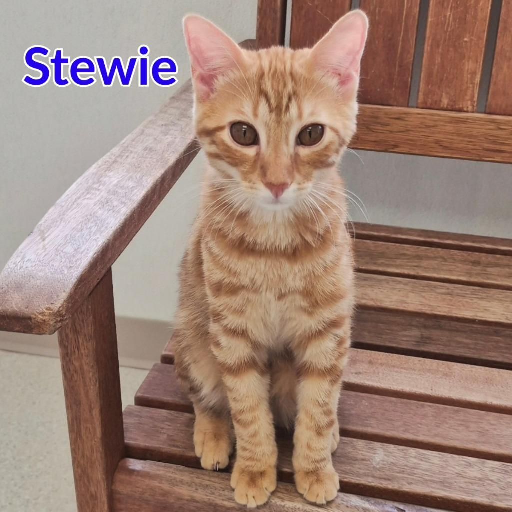Enlarge Stewie, a Adoptable mixed breed in North Saint Paul, MN image 2/5