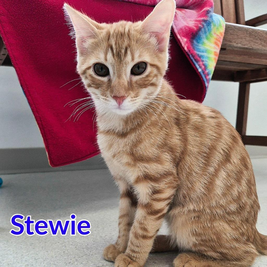 Enlarge Stewie, a Adoptable mixed breed in North Saint Paul, MN image 3/5