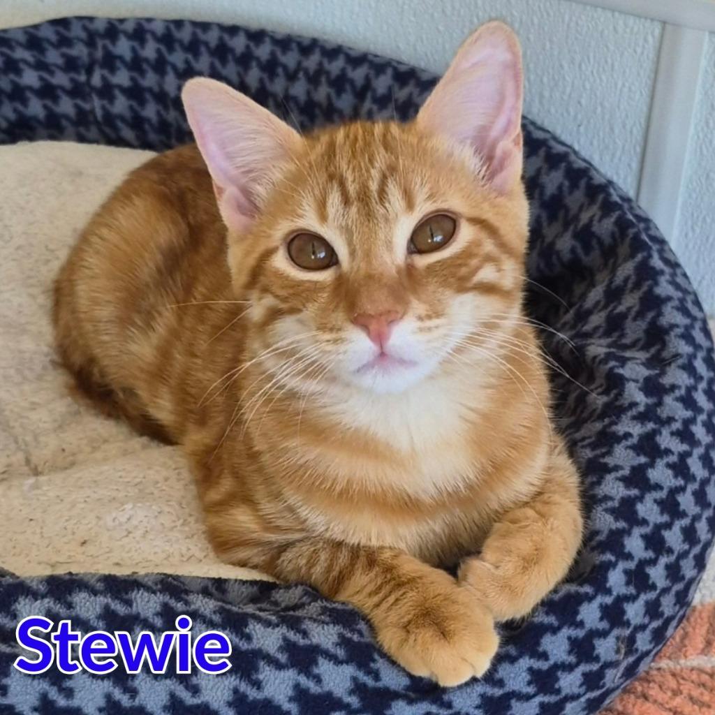 Enlarge Stewie, a Adoptable mixed breed in North Saint Paul, MN image 4/5