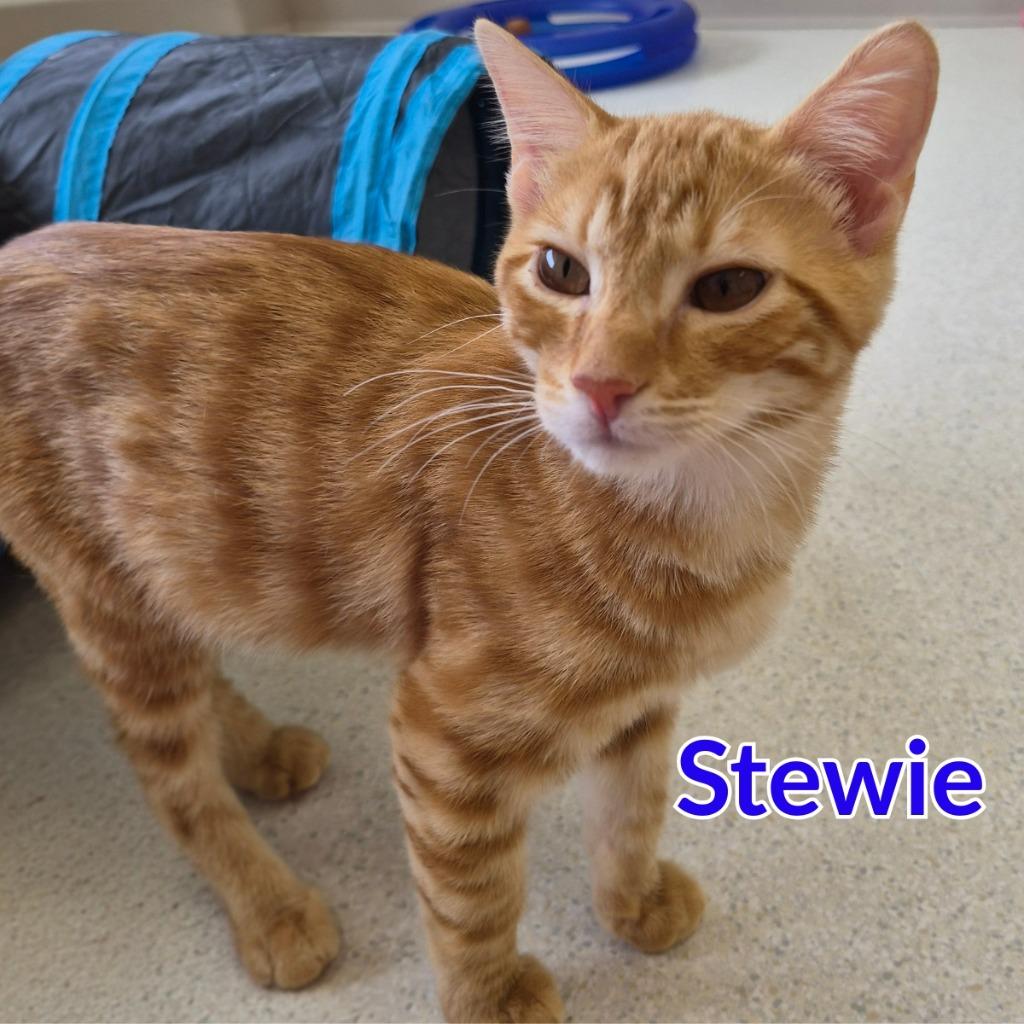 Enlarge Stewie, a Adoptable mixed breed in North Saint Paul, MN image 5/5