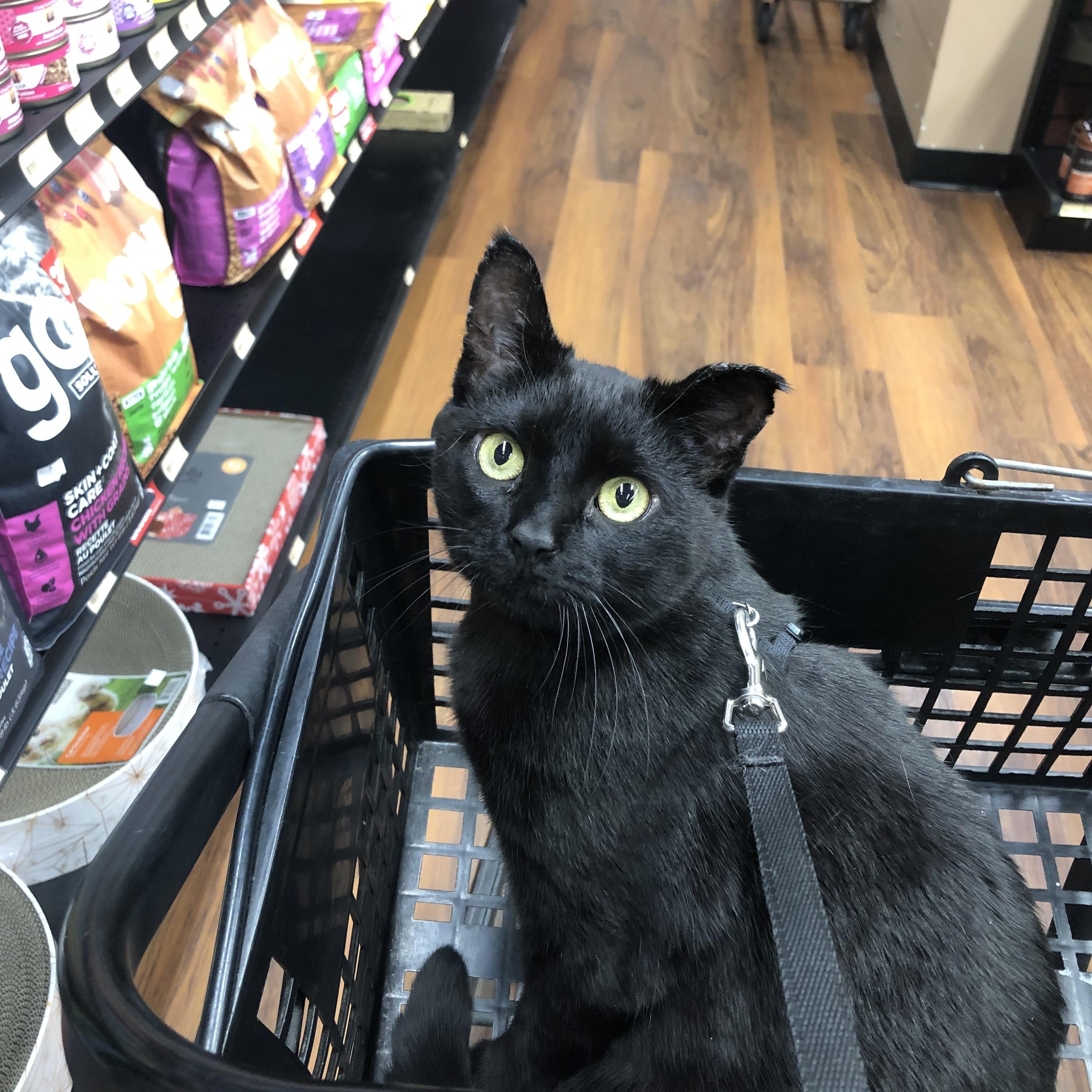 PRECIOUS PIPER - YAY I’VE BEEN ADOPTED, Adopted, Adult Female American Bobtail.