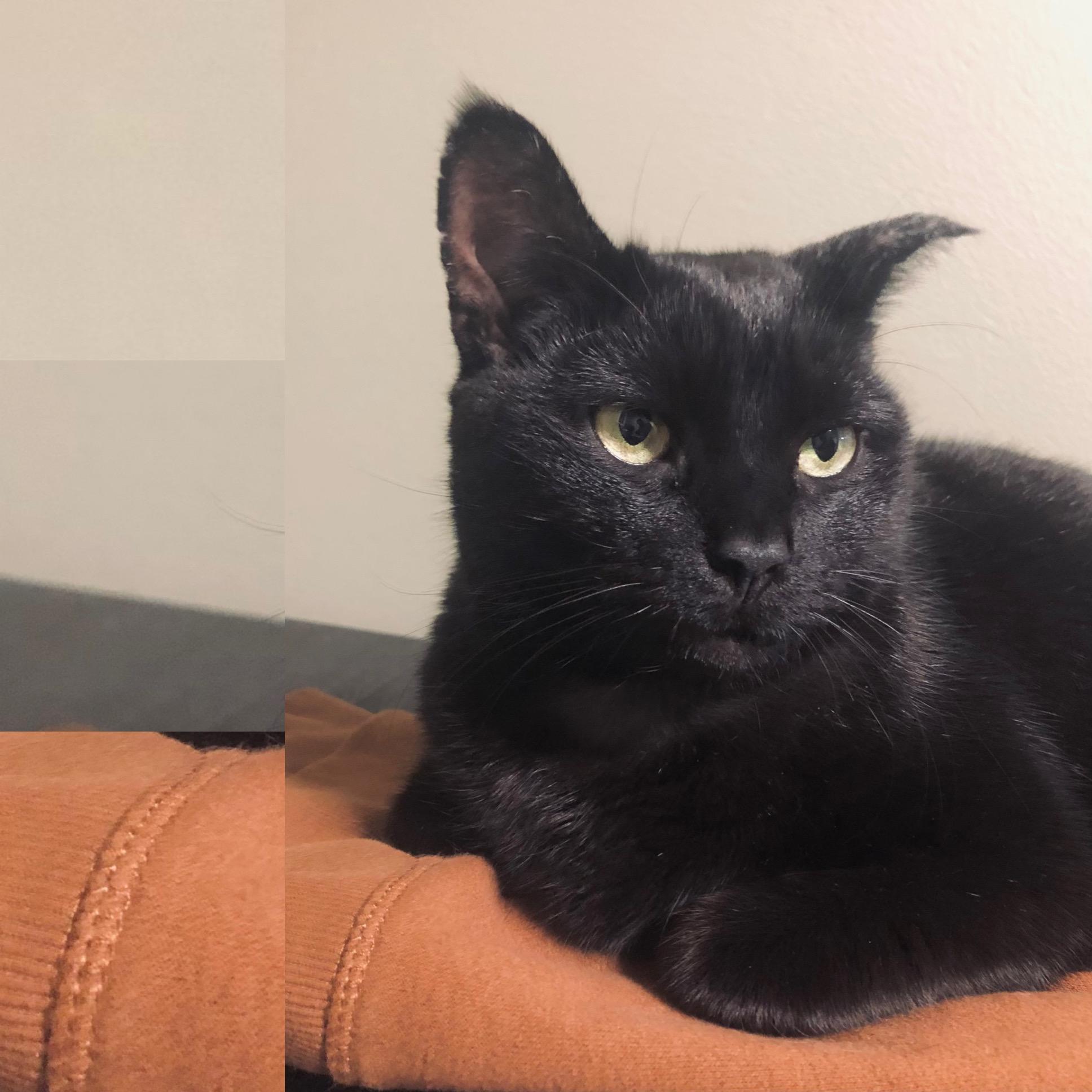 PRECIOUS PIPER - YAY I’VE BEEN ADOPTED, Adopted, Adult Female American Bobtail.