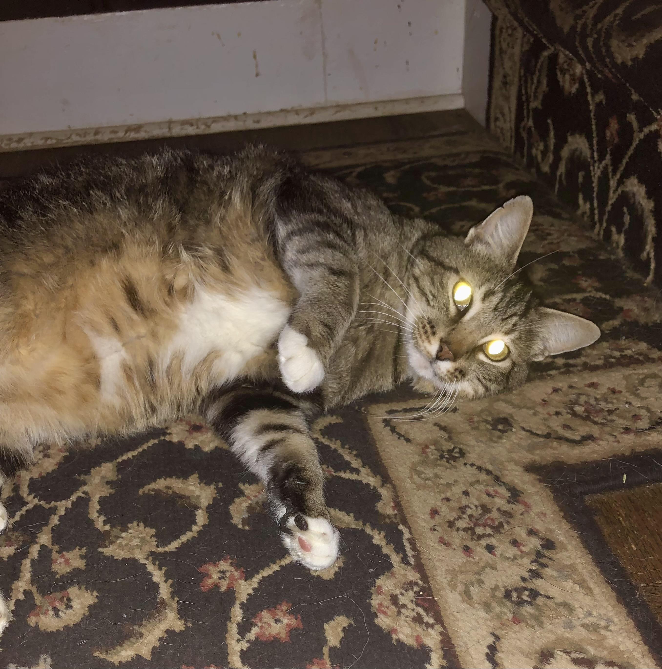 Enlarge Scooter, a ADOPTABLE Domestic Short Hair in Barrington Hills, IL image 1/1