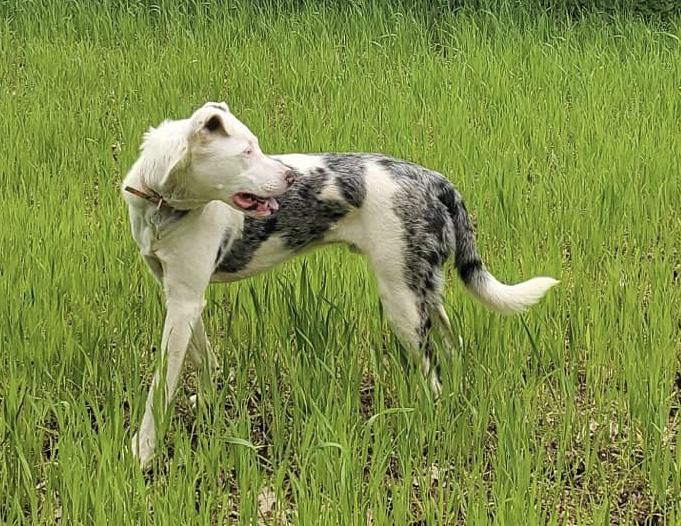 SHUGGIE - JJ (Indianapolis Indiana, Adoptable, Adult Male Catahoula Leopard Dog & Australian Cattle Dog / Blue Heeler.